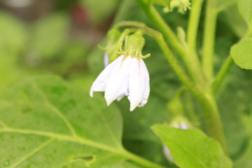 Eggplant, aubergine or brinjal flower.