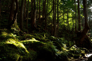 薄暗い苔に覆われた森