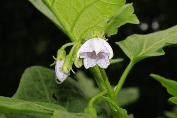 Eggplant, aubergine or brinjal flower.