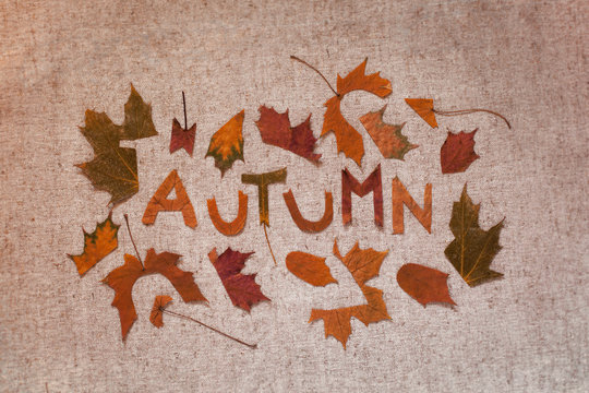 autumn flat lay cut out letters from dry leaves, the word autumn, handicraft, textural background, hobbies and apposition