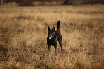 Portrait of cute mixed breed black dog walking on sunny meadow.