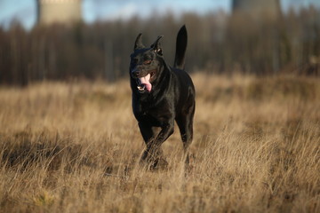 Portrait of cute mixed breed black dog walking on sunny meadow.