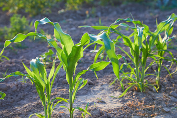 Corn crops growing in the vegetable garden outdoors. Corn plant. Space for text. Close up view