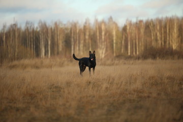 Portrait of cute mixed breed black dog walking on sunny meadow.