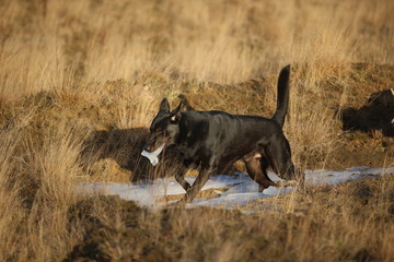 Portrait of cute mixed breed black dog walking on sunny meadow.