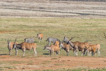 Naklejka na ściany i meble Burchells zebras and a herd of common eland