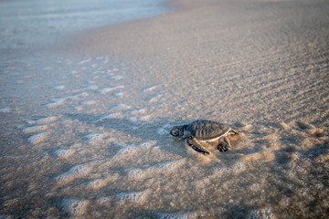 Baby Green sea turtle on the beach.