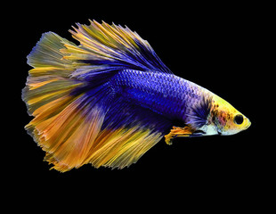 Betta Siamese fighting fish, Betta splendens Pla-kad ( biting fish ) Thai, popular aquarium fish. Big ears dumbo Golden yellow glossy half moon long tail Betta Fighting motion face isolated on black