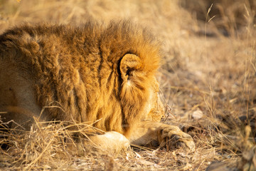 Lion pride with sub adults