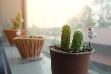 Small green cactus in a pot with soft light.