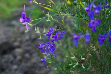 Consolida regalis, forking larkspur, rocket-larkspur, and field larkspur purple small flowers on the field.  Herbaceous plant of the buttercup family (Renonculaceae)
