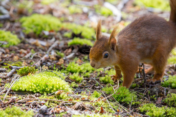 red squirrel