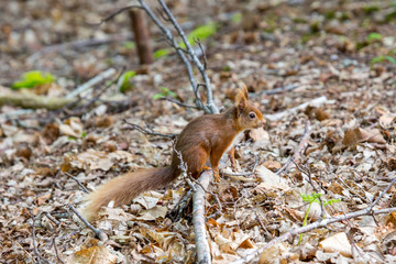 red squirrel
