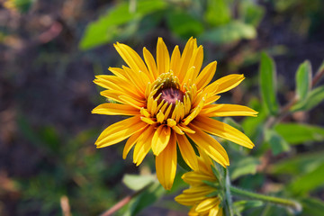Yellow Rudbeckia (coneflowers, black-eyed-susans) flowers close-up. Rudbeckia in the garden. Yellow-brown flowers with outstanding seed at the center of a dark color