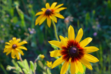 Yellow Rudbeckia (coneflowers, black-eyed-susans) flowers close-up. Rudbeckia in the garden. Yellow-brown flowers with outstanding seed at the center of a dark color