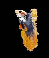Betta Siamese fighting fish, Betta splendens Pla-kad ( biting fish ) Thai, popular aquarium fish. Big ears dumbo Golden yellow glossy half moon long tail Betta Fighting motion face isolated on black
