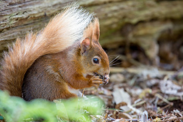 red squirrel