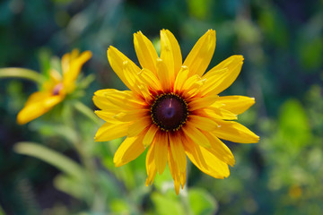 Yellow Rudbeckia (coneflowers, black-eyed-susans) flowers close-up. Rudbeckia in the garden. Yellow-brown flowers with outstanding seed at the center of a dark color