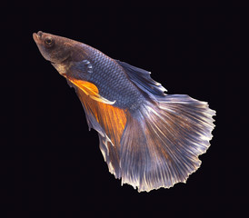 Betta Siamese fighting fish, Betta splendens Pla-kad ( biting fish ) Thai, popular aquarium fish. Big ears dumbo Golden yellow glossy half moon long tail Betta Fighting motion face isolated on black