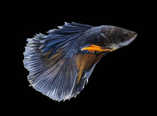 Betta Siamese fighting fish, Betta splendens Pla-kad ( biting fish ) Thai, popular aquarium fish. Big ears dumbo Golden yellow glossy half moon long tail Betta Fighting motion face isolated on black