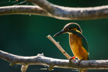 Common European Kingfisher or Alcedo atthis perched on a stick above the river and hunting for fish