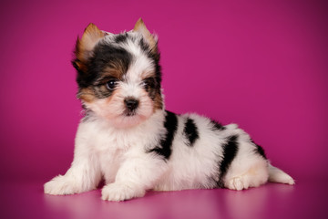 Biewer Yorkshire Terrier on colored backgrounds