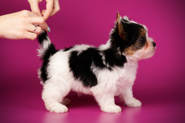 Biewer Yorkshire Terrier on colored backgrounds