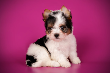 Biewer Yorkshire Terrier on colored backgrounds