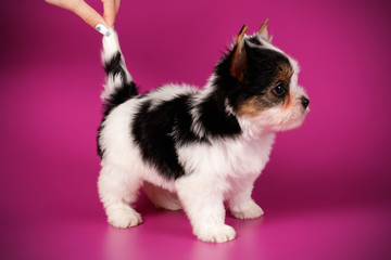 Biewer Yorkshire Terrier on colored backgrounds