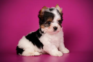 Biewer Yorkshire Terrier on colored backgrounds