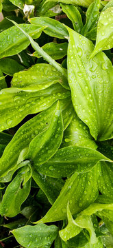 Green Wet Leaves