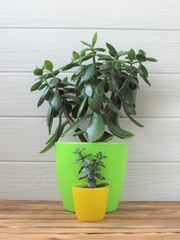 Houseplants on a white background. Little crassula in a yellow flower pot, big crassula in a green flower pot. Floriculture.