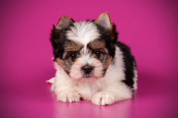 Biewer Yorkshire Terrier on colored backgrounds