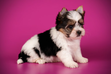 Biewer Yorkshire Terrier on colored backgrounds