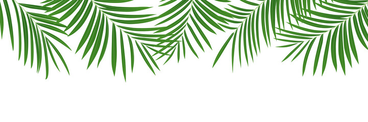 Palm background. Isolated tropical coconut jungle leaves banner.