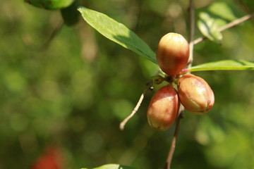 Flower of Pomegranate (Punica granatum).