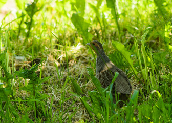 bird landrail in the grass