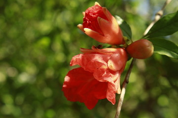 Fototapeta na wymiar Flower of Pomegranate (Punica granatum).