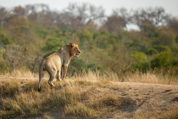 Lion pride with sub adults © Darrel