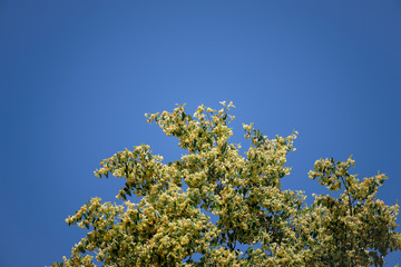 blooming linden blossoms on a tree