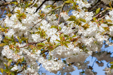 White cherry blossom flowers shrub on a tree in springtime