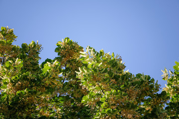 blooming linden blossoms on a tree