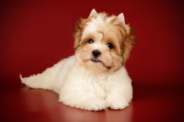 Biewer Yorkshire Terrier on colored backgrounds