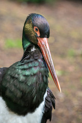 Close up of Black stork (Ciconia nigra).Wildlife animal