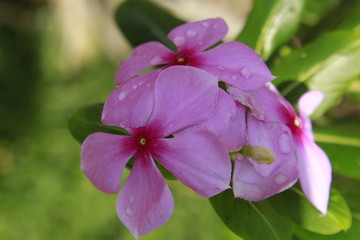 Catharanthus roseus flower, commonly known as the Madagascar periwinkle, rose periwinkle, or rosy periwinkle.