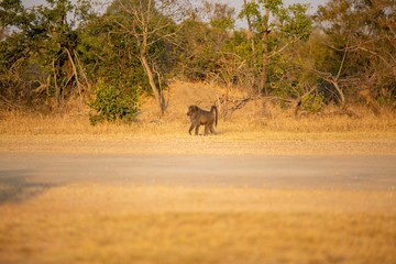 Baboon male