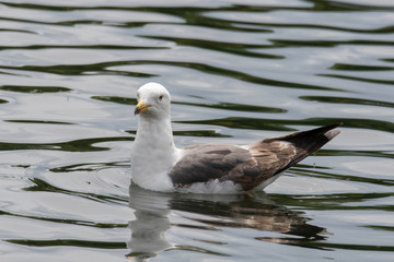 Side view of European herring gull (Larus argentatus).