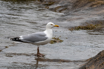 Fototapeta na wymiar view of European herring gull (Larus argentatus).