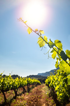 Vertical shot of grapevine leaves in vineyard.