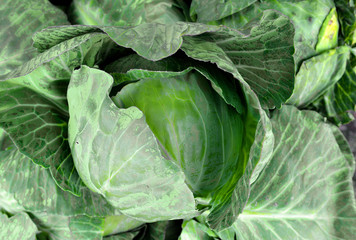 Fototapeta na wymiar close-up of fresh cabbage in the vegetable garden. Background